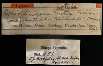 Media type: image;   Invertebrate Zoology OPH-3505 Description: Top down view of single ophiuroid specimen with a scale bar.;  Aspect: labels